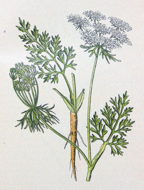 Illustrazione botanica di Daucus carota con le sue radici, fiori e foglie.