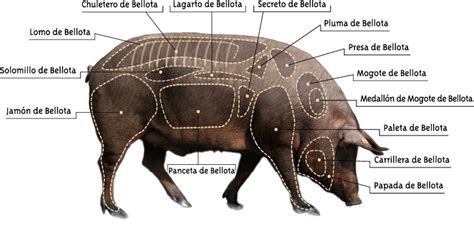 Selezione di tagli di maiale iberico
