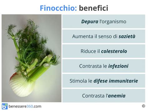 Infografica sui benefici digestivi del finocchio, mostrando l'azione dell'anetolo sui muscoli intestinali e la stimolazione delle secrezioni digestive.