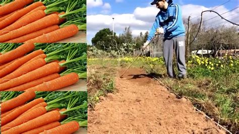 Illustrazione che mostra come raccogliere una carota dal terreno e come tagliare le cime per la conservazione.