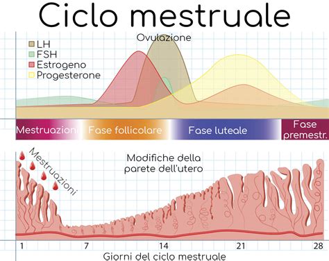 schema che illustra i cambiamenti ormonali nel polpo femmina