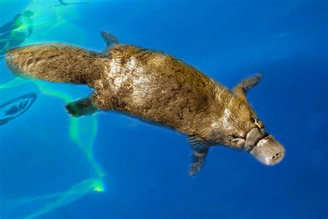 illustrazione dell'ornitorinco che evidenzia le sue caratteristiche uniche