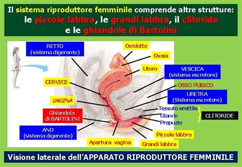 Schema anatomico della vulva con le sue principali strutture: grandi labbra, piccole labbra, clitoride, orifizio vaginale e uretrale.