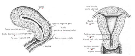 Sezione sagittale dell'apparato genitale femminile che mostra la vagina, la cervice e l'utero.