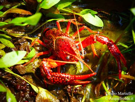 Gambero della Louisiana (Procambarus clarkii) in un ambiente acquatico.