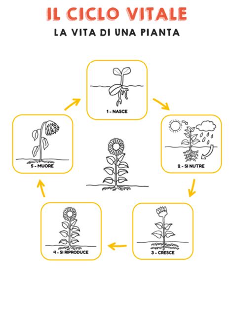 Schema del ciclo vitale della pianta di zafferano