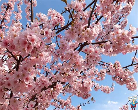 Mandorlo in fiore con sfondo sfocato
