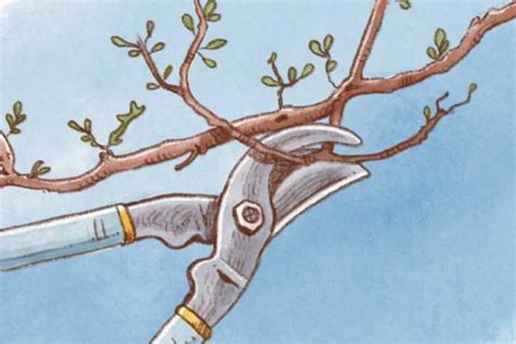 Schema di potatura dell'albero di mandorlo