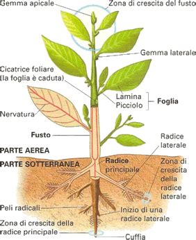 Schema della struttura di una pianta di carciofo con evidenziazione del capolino