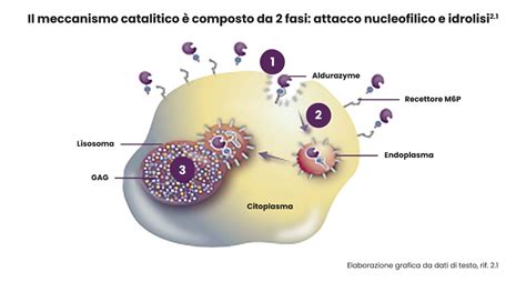 Schema che illustra il meccanismo d'azione dell'acido acetico sulle cellule vegetali delle erbacce.