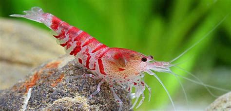 Immagine di gamberetti Bee Shrimp rossi e bianchi in un acquario.