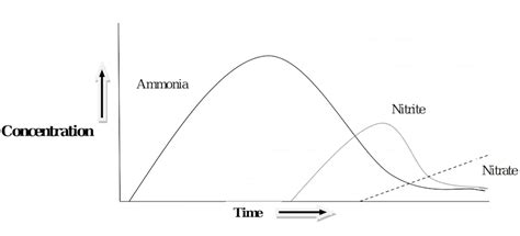 Grafico che mostra l'andamento dei valori di ammoniaca e nitriti durante la maturazione di un acquario.