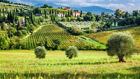 paesaggio della campagna umbra con ulivi e vigneti