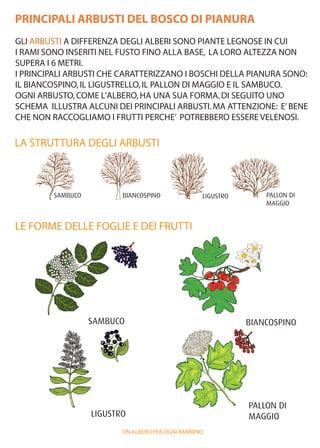 Schema che illustra l'intangibilità dei Frutti Rogia e come contrastarla