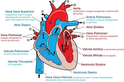 Illustrazione che mostra come rimuovere il grasso e i vasi sanguigni dal cuore di manzo