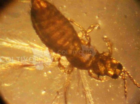 Descrizione di un tripide al microscopio, evidenziando le ali frangiate e il corpo allungato.