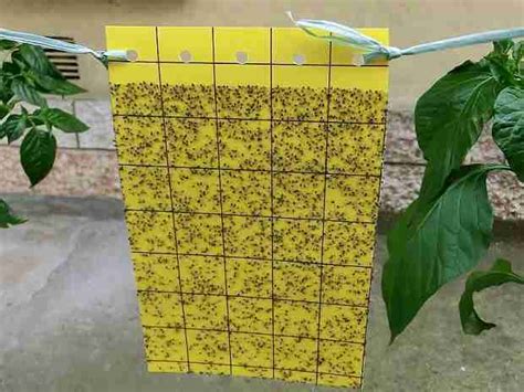 Trappola cromotropica blu appesa vicino a piante di peperone per monitorare la presenza di tripidi.
