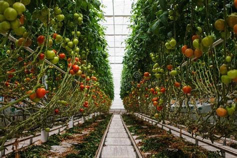 Immagine di pomodori che crescono rigogliosi in una serra