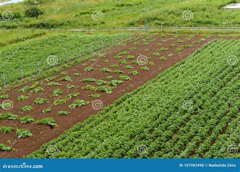 Rappresentazione visiva dei campi coltivati a Pachino, Sicilia, con verdure fresche in primo piano.