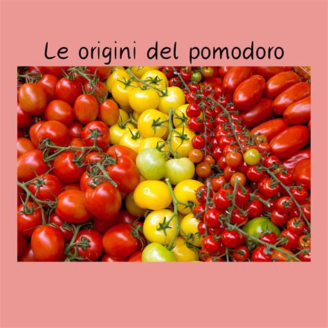 Illustrazione botanica del pomodoro e sue origini geografiche