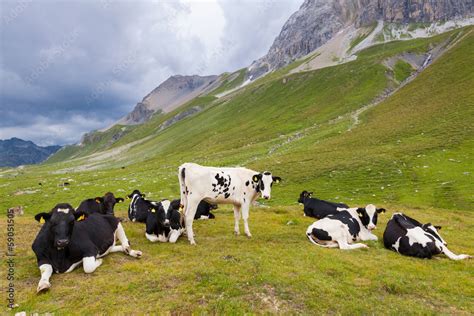 Mucche al pascolo in un'azienda agricola
