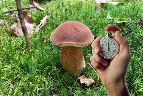 Schema che illustra i livelli di luce ottimali per la crescita dei funghi in Minecraft.