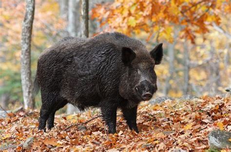 Cinghiale selvatico in un bosco