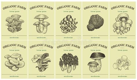 Illustrazione stilizzata di vari funghi medicinali con etichette dei nomi scientifici.