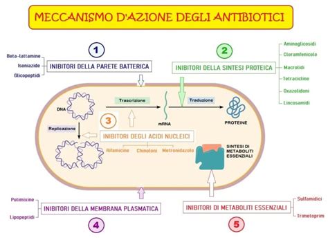 Schema che illustra il meccanismo d'azione dei beta-glucani sull'attivazione delle cellule immunitarie.