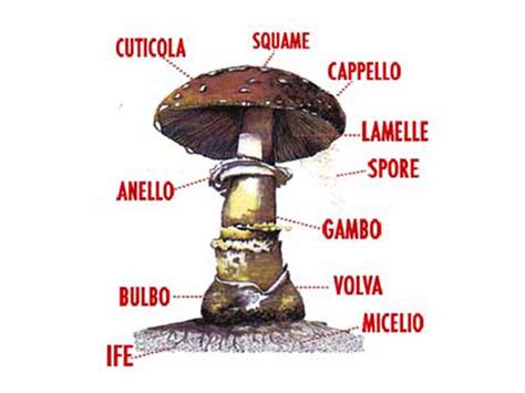 Immagine che mostra la struttura del fungo Shiitake e la sua applicazione in integratori.