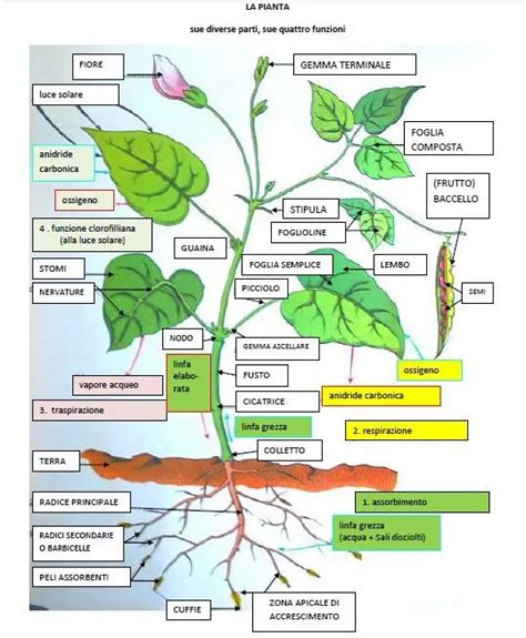 Schema della pianta di cavolo kale rosso, con indicazione delle diverse parti e delle fasi di crescita.