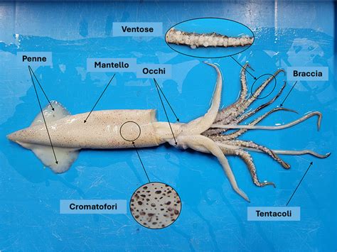 Illustrazione anatomica del calamaro con evidenziate pinne, tentacoli, becco e cromatofori