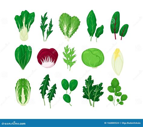 Illustrazione delle foglie di lattuga e degli ingredienti base per il pesto