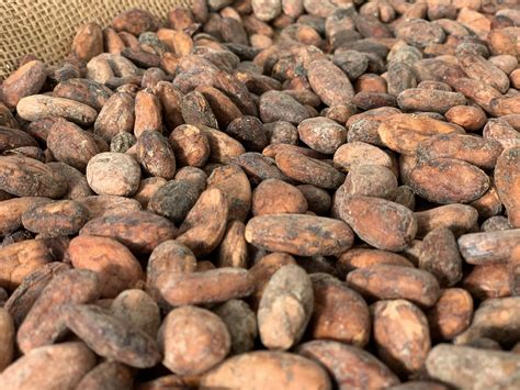 Fave di cacao tostate e macinate in un laboratorio di cioccolato