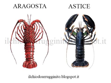 Illustrazione comparativa tra aragosta e astice, evidenziando le differenze fisiche.
