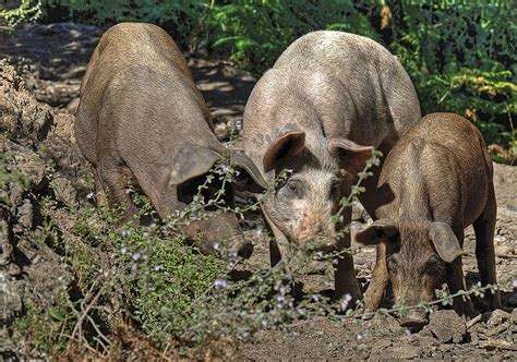 Maiali neri dei Nebrodi allo stato brado in un bosco