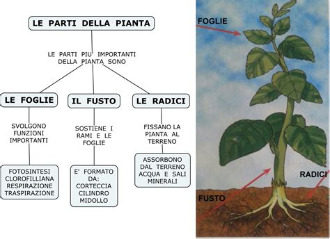 Schema botanico della pianta di carota con le sue parti principali: radice, fusto, foglie e infiorescenza.