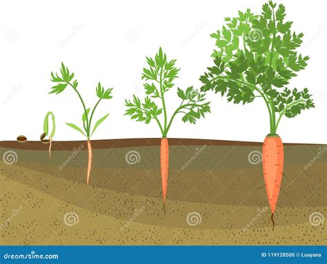 Immagine di un orto con file di carote in crescita.