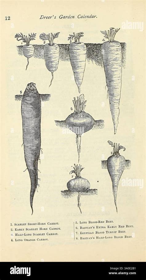 Illustrazione antica di carote e fiori di Daucus carota.