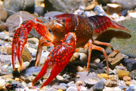 Schema che illustra i danni causati dal gambero rosso della Louisiana: erosione degli argini, intorbidamento delle acque, diffusione di malattie, competizione con specie native.
