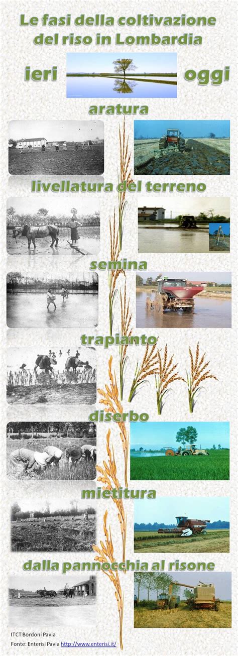 Infografica che illustra le fasi della coltivazione dei gamberi nelle risaie, dalla semina del riso all'introduzione dei gamberi, alla raccolta.