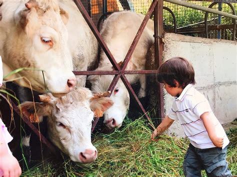 Bambini che interagiscono con animali in una fattoria didattica