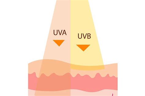 Illustrazione che mostra la differenza tra raggi UVA e UVB e i loro effetti sulla pelle
