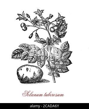 Illustrazione botanica della pianta di patata (Solanum tuberosum)