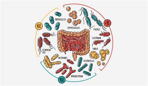 Schema dell'ecosistema intestinale con i suoi componenti principali (batteri, virus, funghi) e il microbiota.