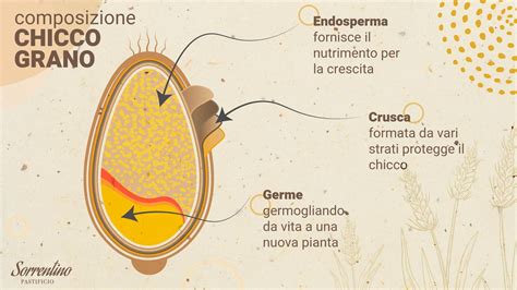 Infografica che illustra i componenti della farina integrale: crusca, endosperma e germe.