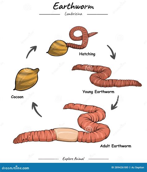 Illustrazione che mostra le diverse fasi di sviluppo di una micosi ungueale, dalla macchia iniziale all'ispessimento e deformazione dell'unghia.