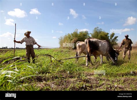 Illustrazione storica di contadini che lavorano nei campi, con cesti di verdure raccolte