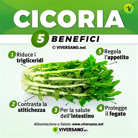 Infografica sui benefici nutrizionali della cicoria: inulina, vitamine, minerali, antiossidanti