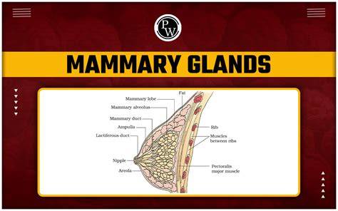 Illustrazione anatomica delle ghiandole di Montgomery sull'areola mammaria.
